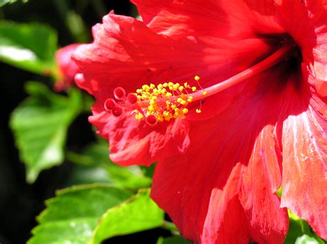 Red flower - Whether it’s a tree, shrub, perennial, spring bulbs, or annual, what they all have in common is that they add warmth, brightness, and vibrance to a landscape. Here are suggestions for 60 plants with red …